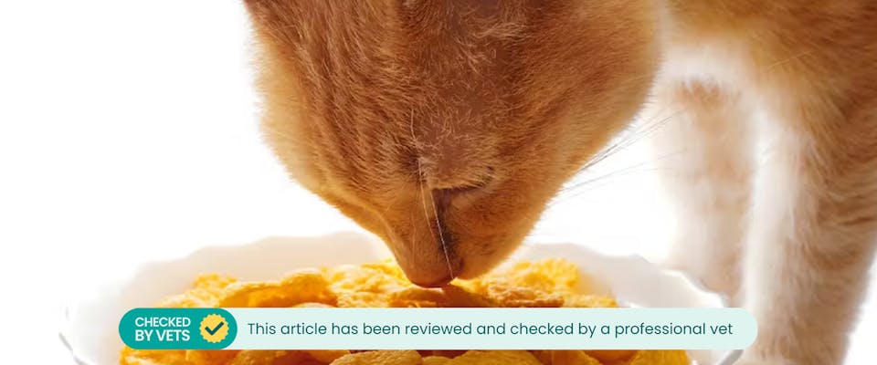 Do cats eat cereal online